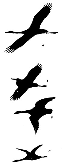 Рис. 24. Силуэты некоторых крупных летящих птиц. А - журавль; Б - цапля; В - серый гусь; Г - гагара