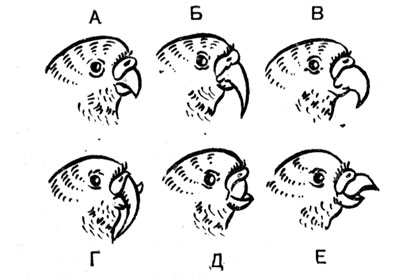 Рис. 13. А - нормальный клюв у волнистого попугая; Б, В, Г, Д, Е - ненормальное клювообразование