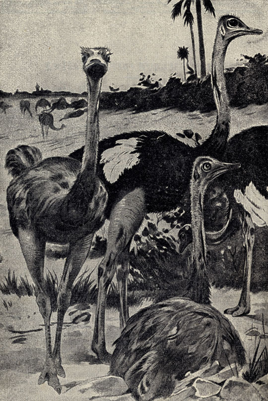 Сомалийский страус (Struthio molybdophanes)