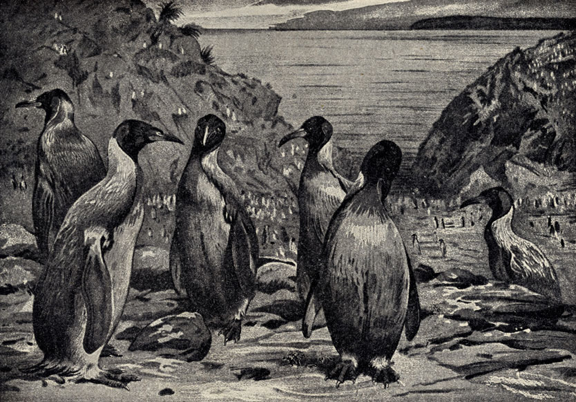 Патагонский пингвин (Aptenodytes patachonica)