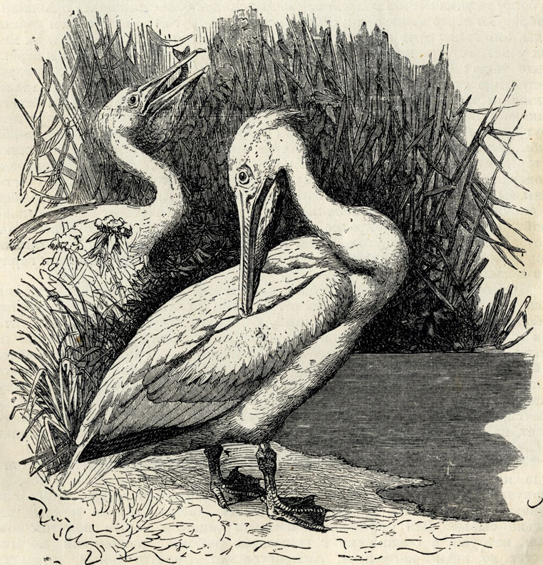 Розовый пеликан (Pelekanus onocrotalus). 1/7 наст. величины
