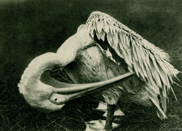 ПЕЛИКАН или БАБА-ПТИЦА (Pelecanus onocrotalus) Фотография С. W. Neumann. Берлин