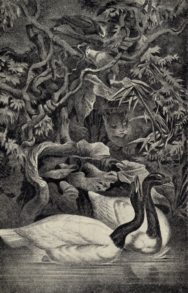 Черношейный лебедь (Cygnus melanocoryphus)