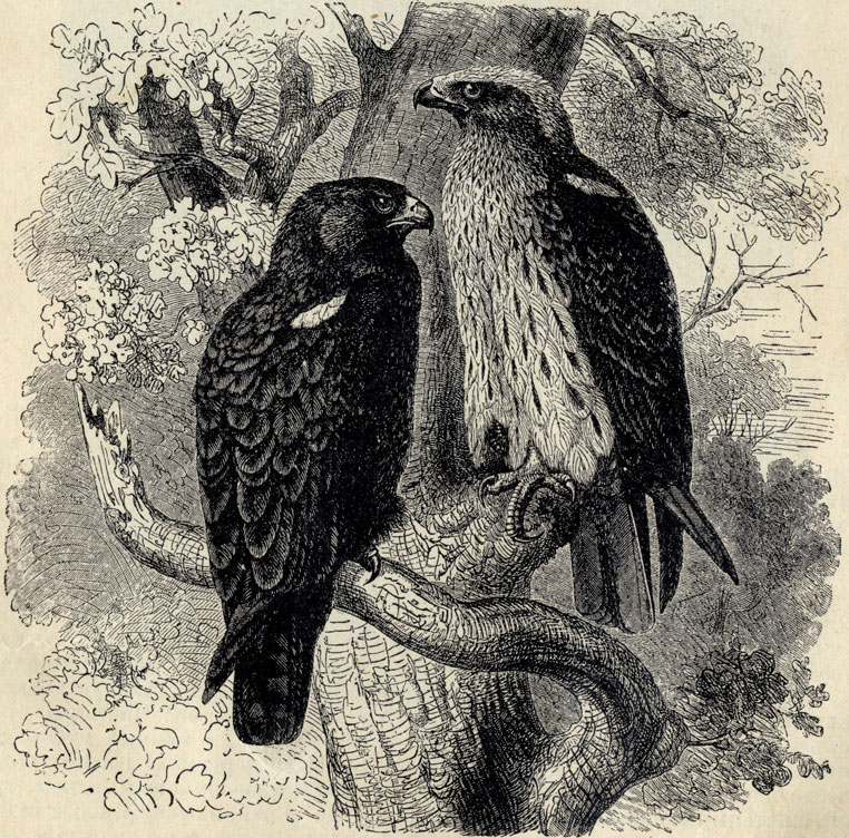 1) Орел-карлик темный (Eutolmaetus minutus). 2. Орел-карлик светлобрюхий (Eutolmaetus pennatus); 1/5 наст. величины