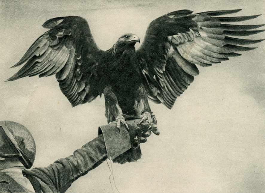 БЕРКУТ или ХОЛЗАН (Aquila chrysaetus), называемый также золотистым орлом. Птица сидит на руках охотника Фотография W. R. Knight. Калмыцкая Автономная Область