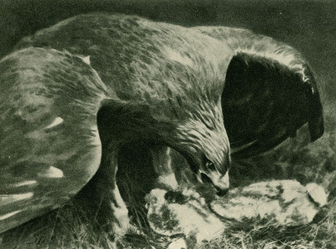 БЕРКУТ (Aquila chrysaetus), поймавший зайца Фотография W. R. Knight. Калмыцкая Автономная Область