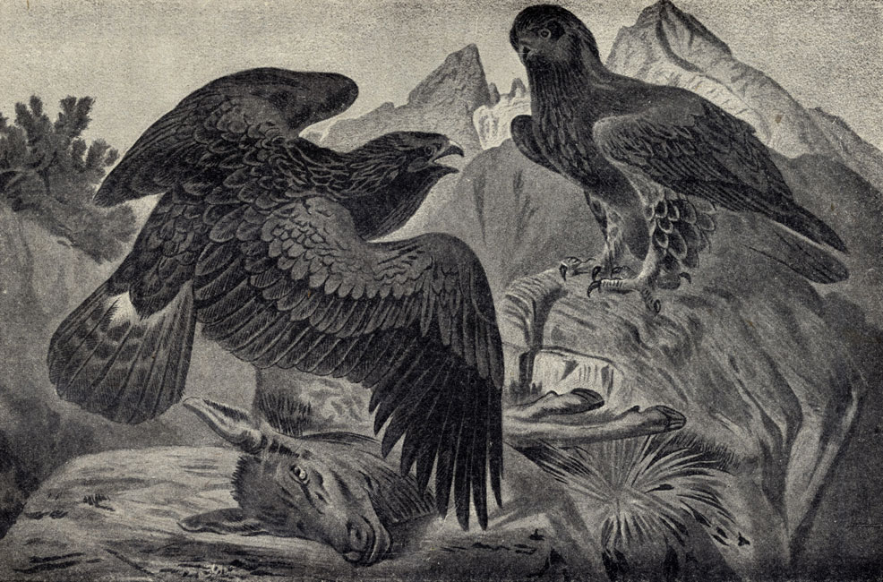 Беркут или холзан (Aquila chrysaetus)