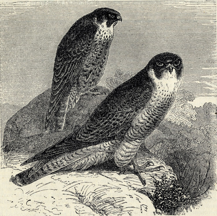 Сапсан (Falco peregrinus); 1/3 наст. величины