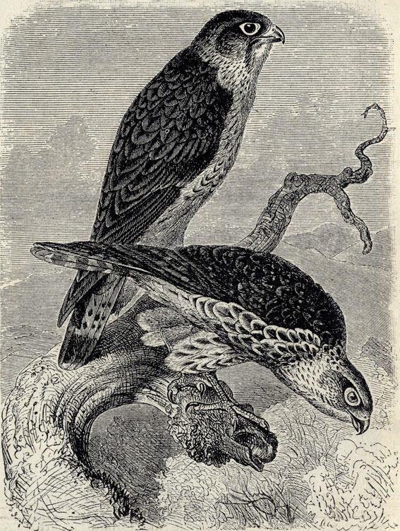 Дербник (Falco aesalon); 2/5 наст. величины