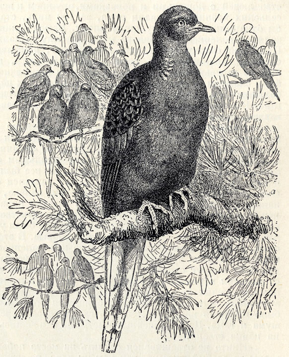Странствующий голубь (Ectopistes migratorius); 2/5 наст. велич