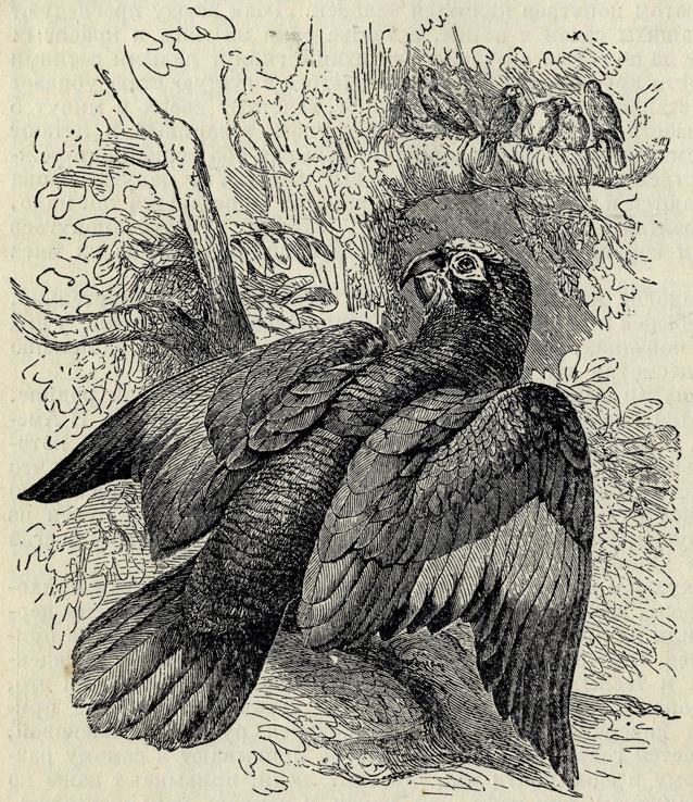 Амазонский попугай (Arnazona amazonica); 1/8 наст. величины