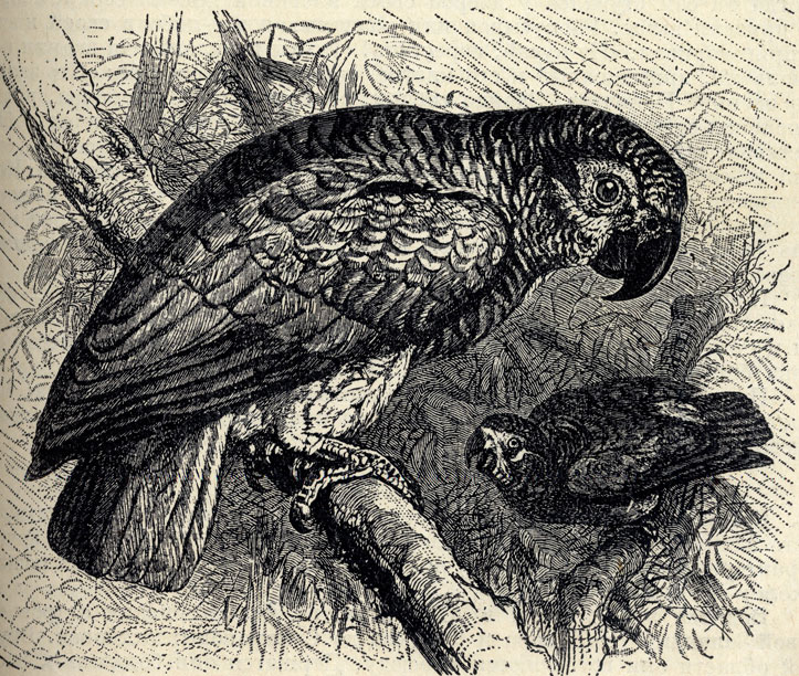 Серый попугай (Psittacus erithacus); 2/6 наст. величины