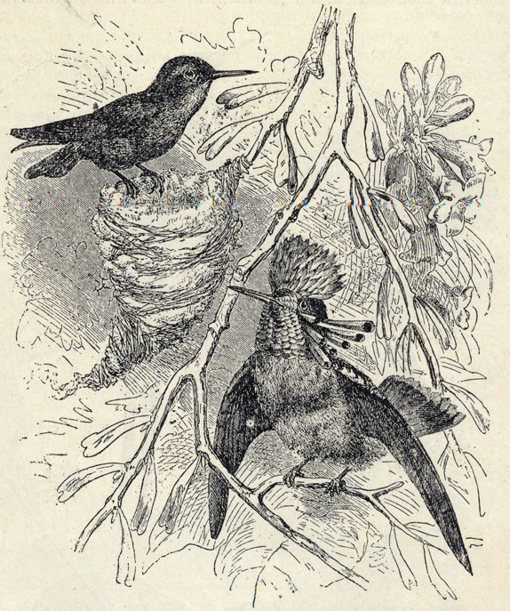 Эльф украшенный (Lophornis ornatus); наст. величина