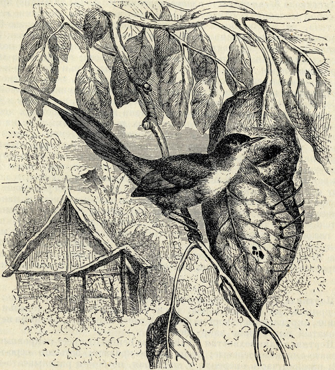 Длиннохвостая портниха (Orthotomus bennetii); 2/3 наст. величины