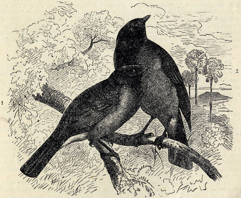 1. Темный бюль-бюль (Pycnonotus nigricans). 2. Серый бюль-бюль (Picnonotus arsinoe); 1/2 наст. величины