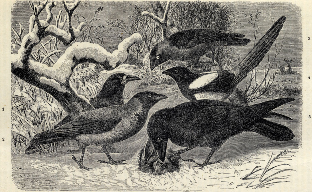 1. Грач (Corvus frugilegus). 2. Серая ворона (Corvus cornix). 3. Галка )Coloeus monedula). 4. Сорока (Pica rustica). 5. Ворон (Corvus corax)