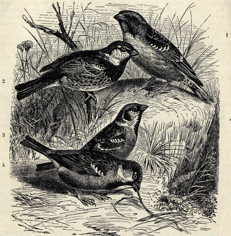 1. Каменный воробей (Passer petronius). 2. Черногрудый воробей (Passer hispaniolensis). 3. Нолевой воробей (Passer montanus). 4. Домашний воробей (Passer domesticus); 1/2 наст. величины