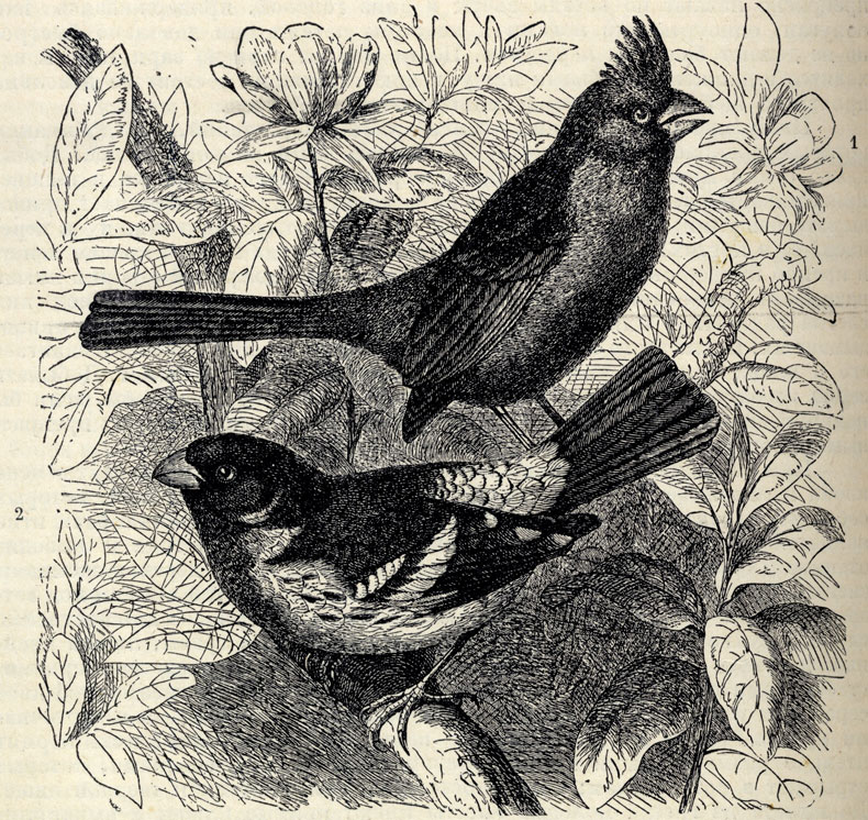 1. Виргинский кардинал (Coccoborus virginianus). 2. Красногрудый кардинал (Coccoborus ludovicianus); 5/8 наст. величины