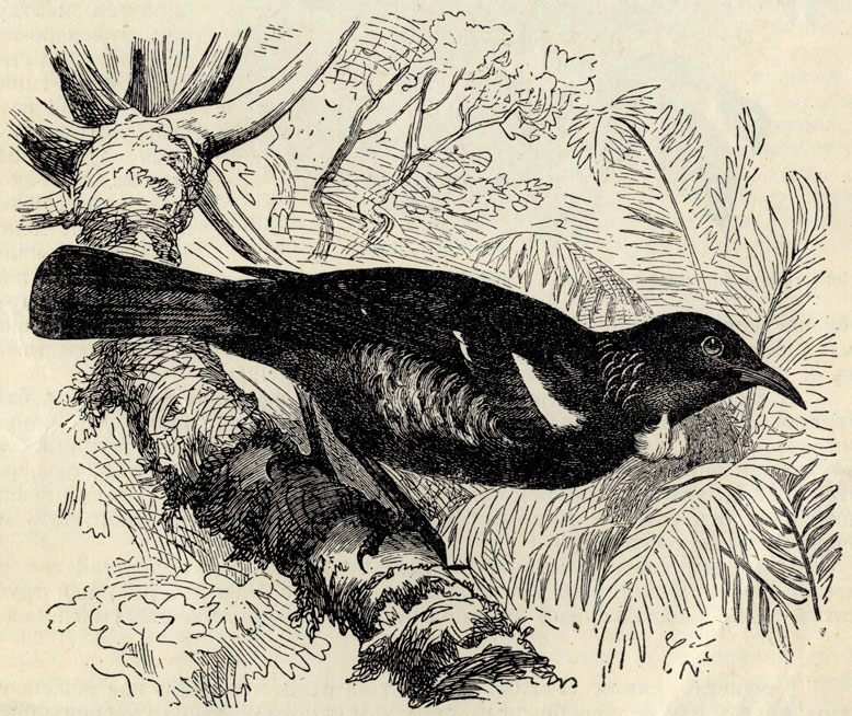Новозеландский поэ (Prosthemerada novae-sealandiae); 3/10 наст. величины