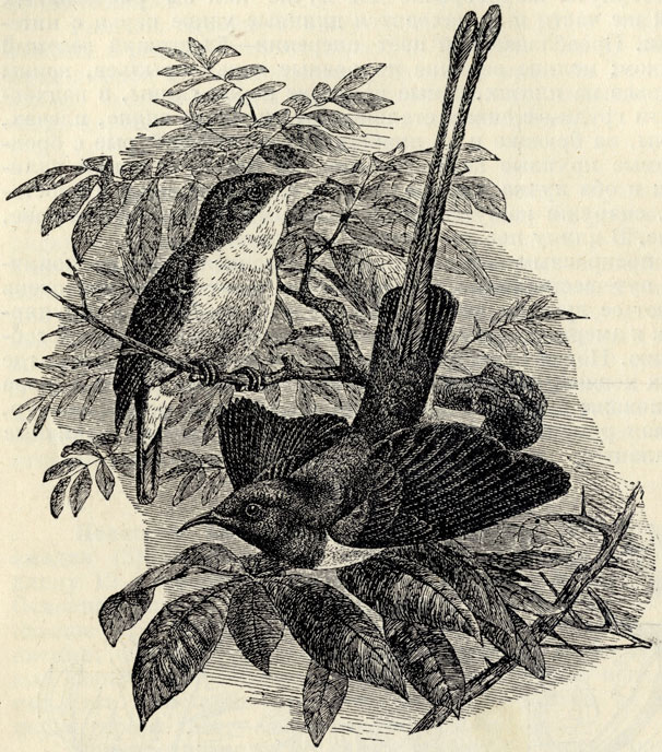 Нектарница блестящая (Nectarinia metallica); 2/3 наст. величины