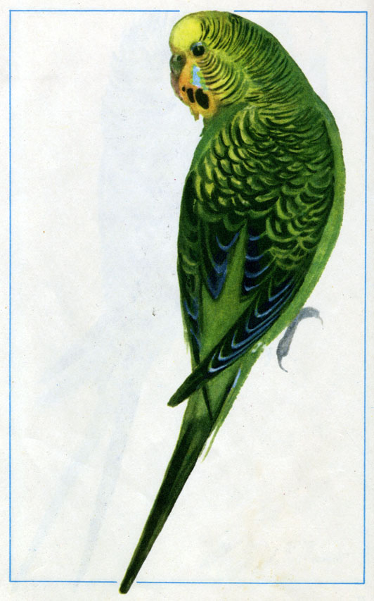 Серо-зеленый с нормальным рисунком (самка)