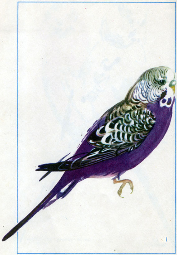 Фиолетовый с нормальным рисунком (самец)