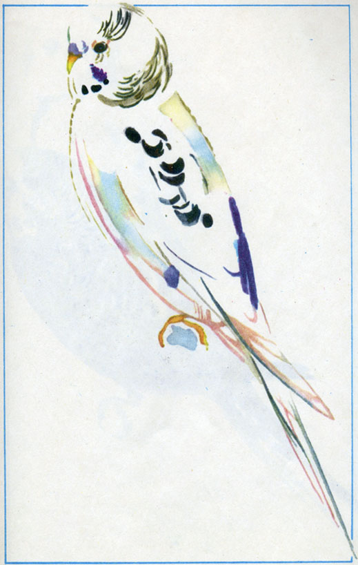 Фиолетовый доминантный пестрый (самец)
