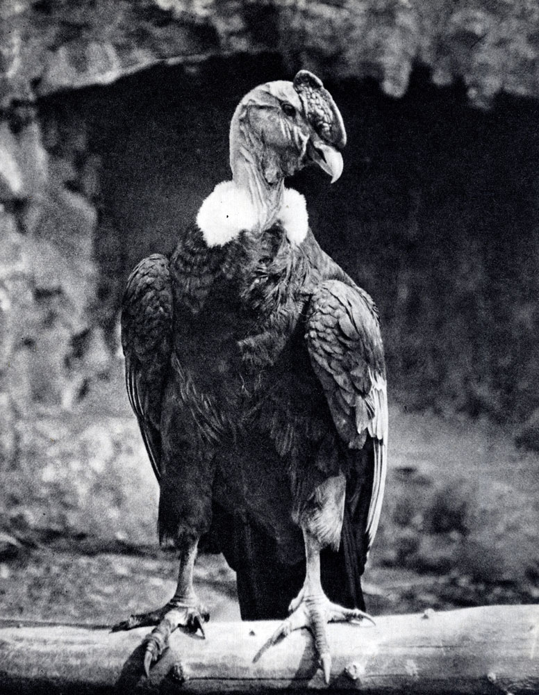 Андский кондор - это наиболее крупная летающая птица