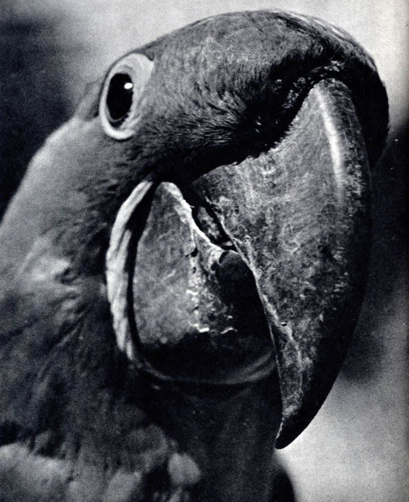 Реферат: Гиацинтовый ара