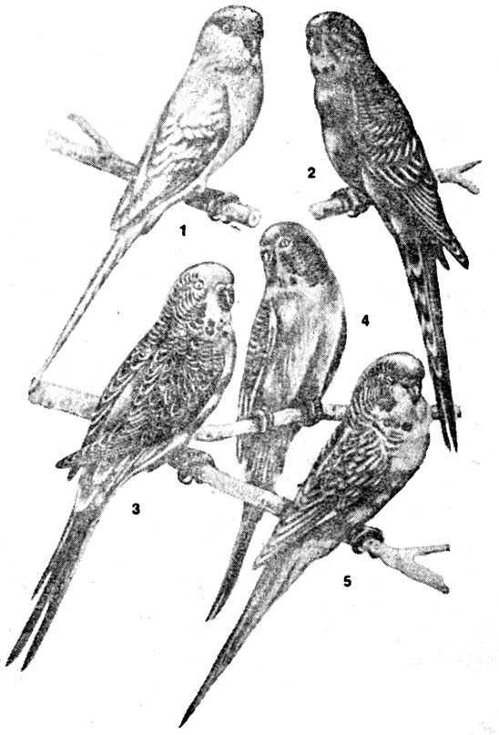 Волнистые попугайчики: 1 - белый; 2 - зеленый: 3 - синий; 4 - желтый; 5 - арлекин