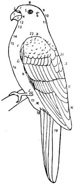 Рис. 2 Части тела декоративных птиц и оперение сложенного крыла. 1 - надклювье, 2 - подклювье, 3 - носовое отверстие. 4 - уголки клюва (уздечка), 5 - глаз, 6 - ушное отверстие с кожной складкой, 7 - лоб, 8 - темя, 9 - затылок, 10 - нижняя часть затылка, 11 - шея, 12 - подбородок, 13 - горло, 14 - зоб, 15 - грудь, 16 - грудная клетка, 17 - брюхо, 18 - зад, 19 - хвост, 20 - нога, пальцы и коготки (четвертый палец у попугаев может поворачиваться назад, поэтому два пальца направлены назад, а два - вперед), 21 - спина, 22 - крыло; а - малые кроющие перья крыла, б - средние кроющие перья маховых перьев, в - большие кроющие перья маховых перьев, г - крылышко, д - оперение плеча, е - маховые перья 2-го порядка. ж - маховые перья 1-го порядка