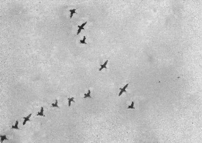 Рис. 5. Клин пролетных гусей (фото Г. Носкова)