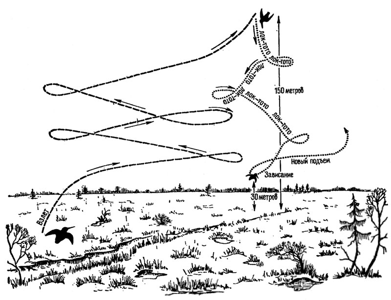 12. Схема токового полета гаршнепа (ориг.)