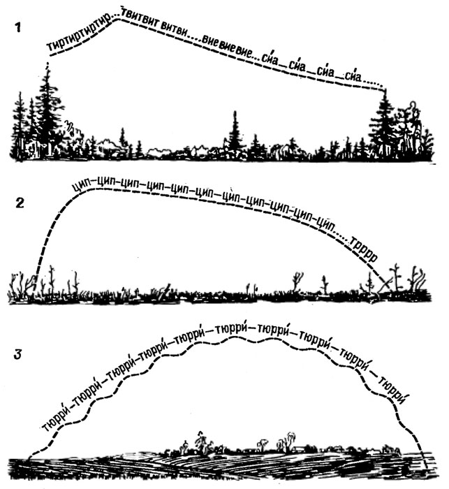 Рис. 13. Схема токовых полетов лесного (1), лугового (2) и полевого (3) коньков (ориг.)