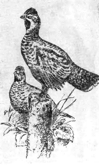 Рис. 21. Рябчик - самец и самка (рис. А. Комарова)