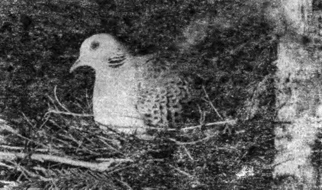 Рис. 22. Горлица на гнезде (фото Ю. Пукинского)
