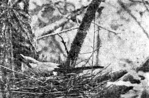 Рис. 23. Сойка на гнезде (фото А. Мальчевского)