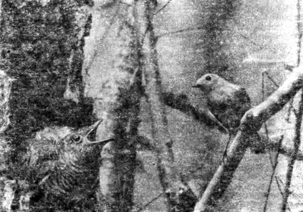 Рис. 24. Самка горихвостки-лысушки и выросший в се гнезде кукушонок (фото А. Мальчевского)