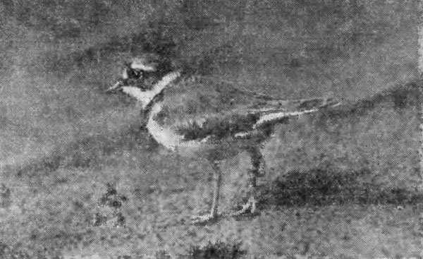 Рис. 38. Малый зуек на песчаной отмели (фото Ю. Пукинского)