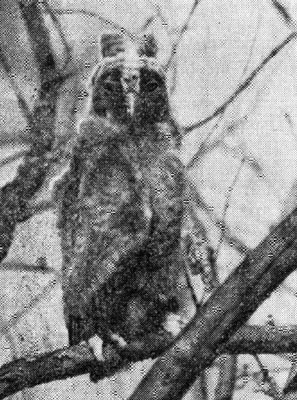Рис. 45. Птенец ушастой совы (фото Ю. Пукинского)