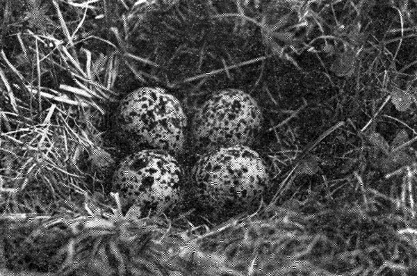 Рис. 64. Гнездо чибиса (фото Ю. Пукинского)
