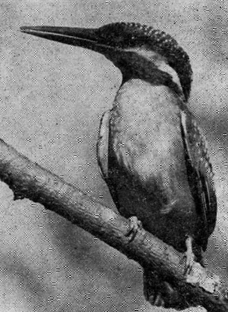Рис. 66. Голубой зимородок (фото Ю. Пукинского