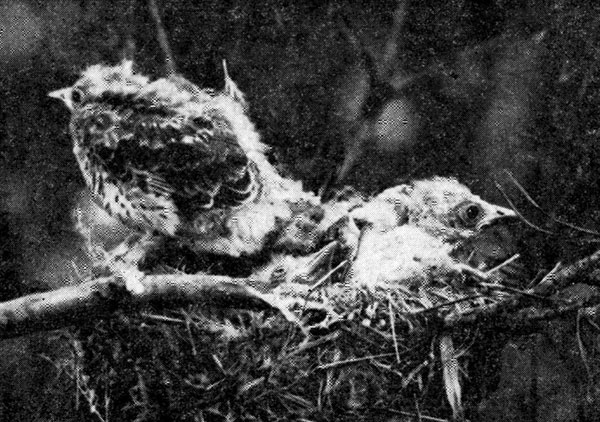Рис. 67. Птенец иволги, покидающий гнездо (фото А. Мальчевского)