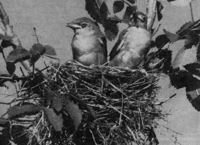 Гнездовая жизнь птиц
