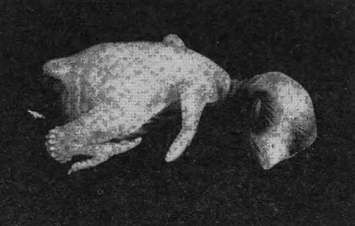 Рис. 78. Однодневный птенец вертишейки (фото А. Мальчевского). На интертарзальном сочленении видна характерная для птенцов дятловых птиц 'пяточная мозоль'
