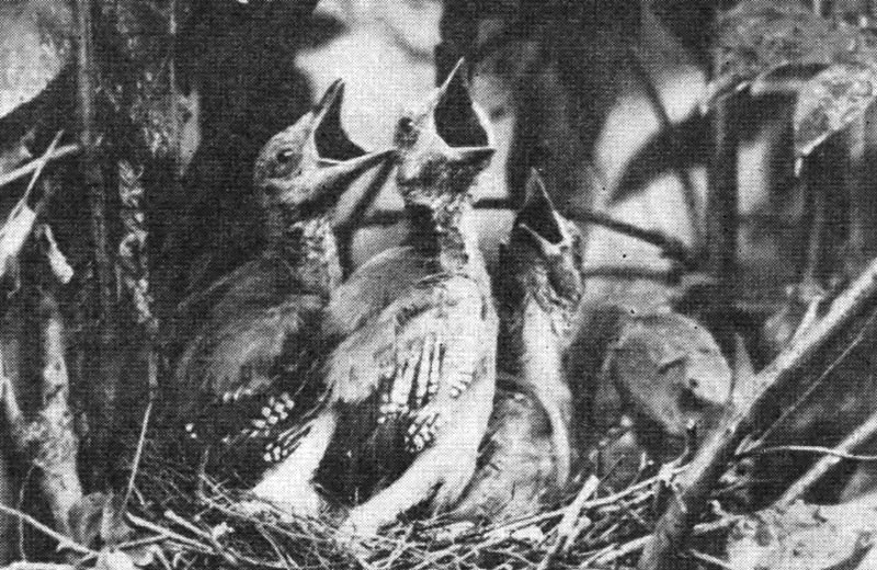 Рис. 85. Птенцы сойки в возрасте двух недель (фото А. Мальчевского)