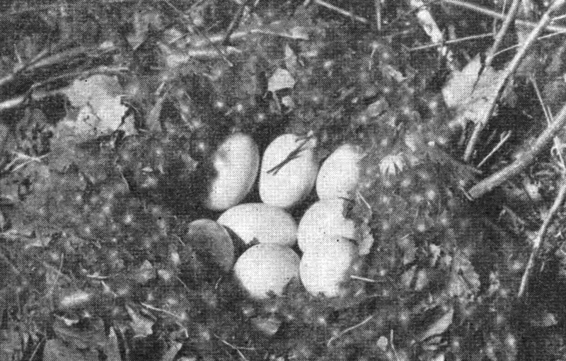 Рис. 87. Гнездо чирка-свистунка (фото Ю. Пукинского)