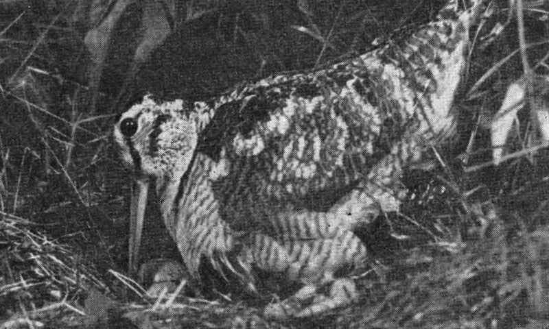 Рис. 88. Самка вальдшнепа усаживается на гнездо (фото Ю. Пукинского)