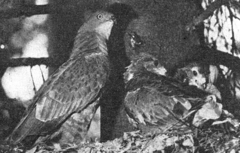 Рис. 91. Осоед у гнезда с птенцами, он принес соты ос (фото Ю. Пукинского)
