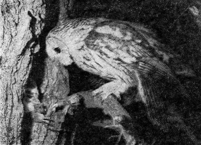 Рис. 95. Серая неясыть у гнезда с птенцами (фото А. Соколова)